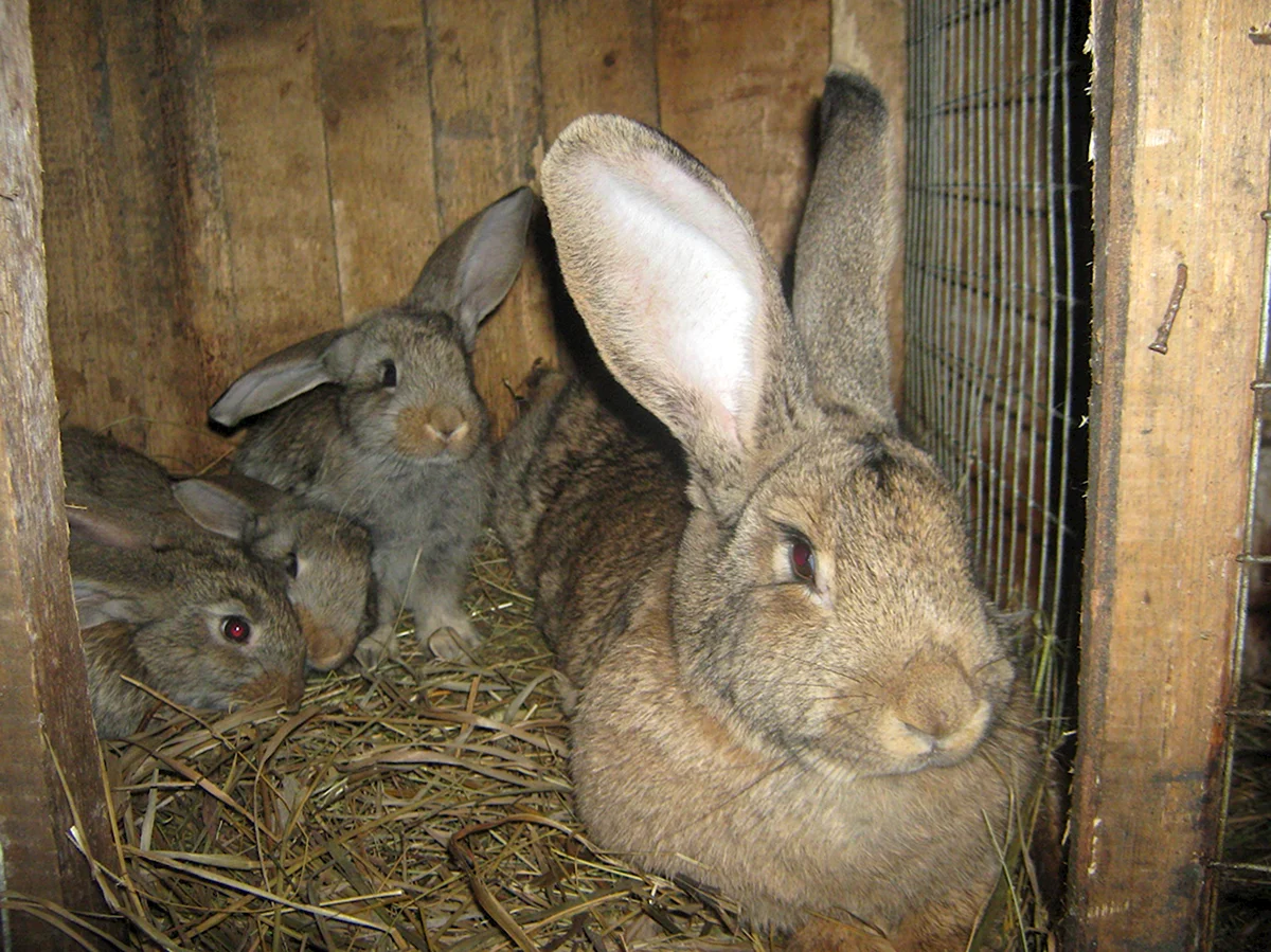 Кролики великаны Фландр