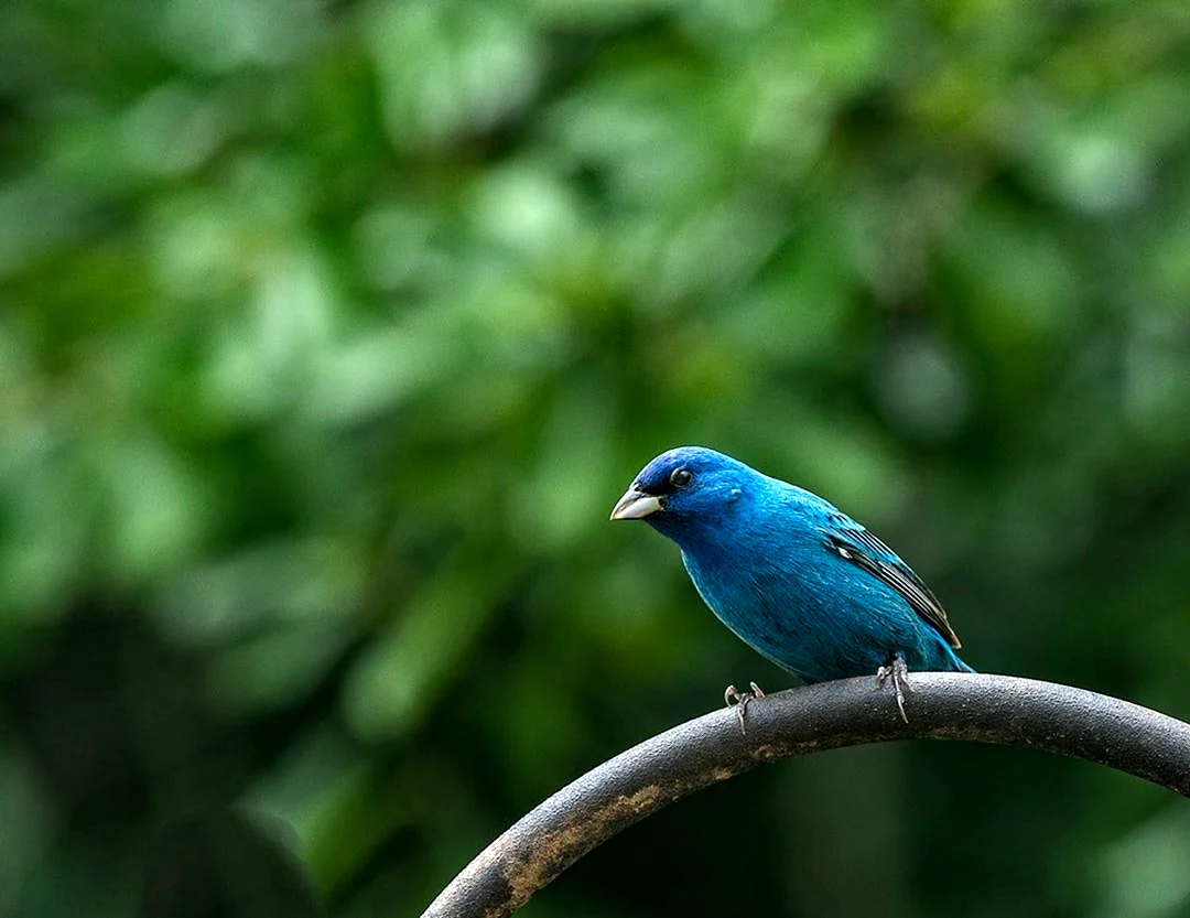 Круглая синяя птичка