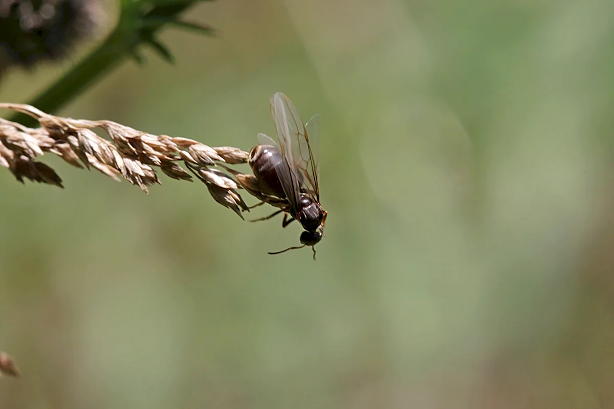 Крылатые муравьи