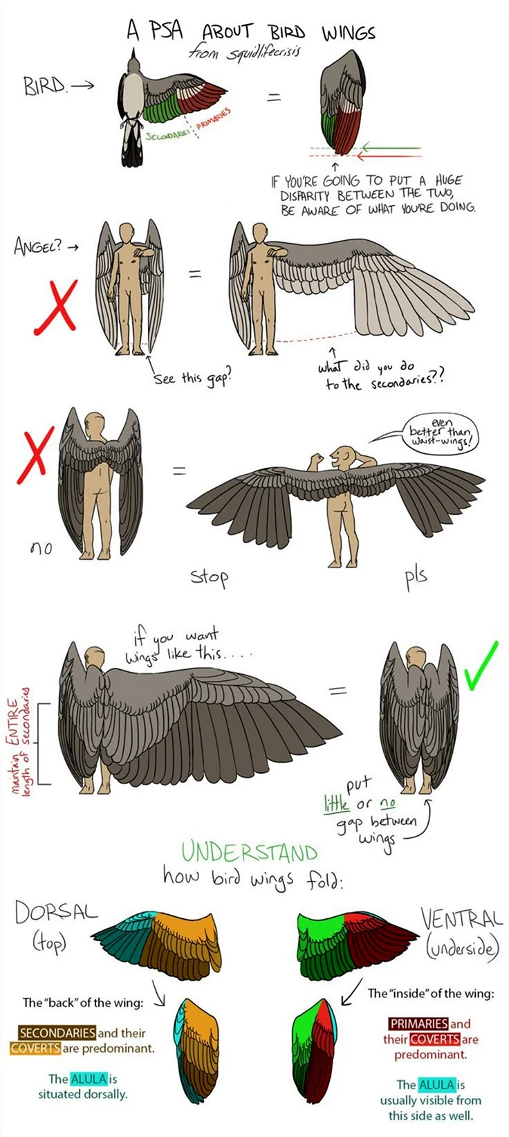 Крылья у человека анатомия