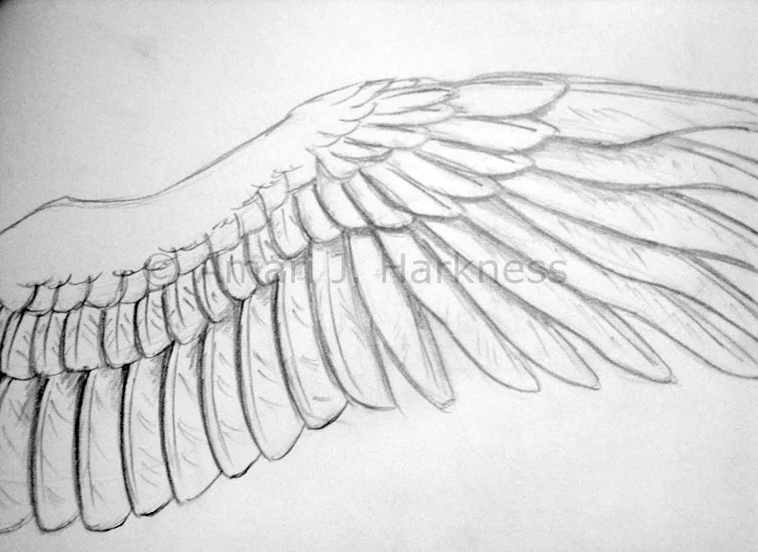 Крыло лебедя рисунок карандашом