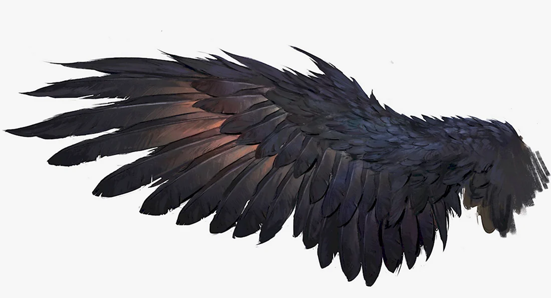 Крыло ворона