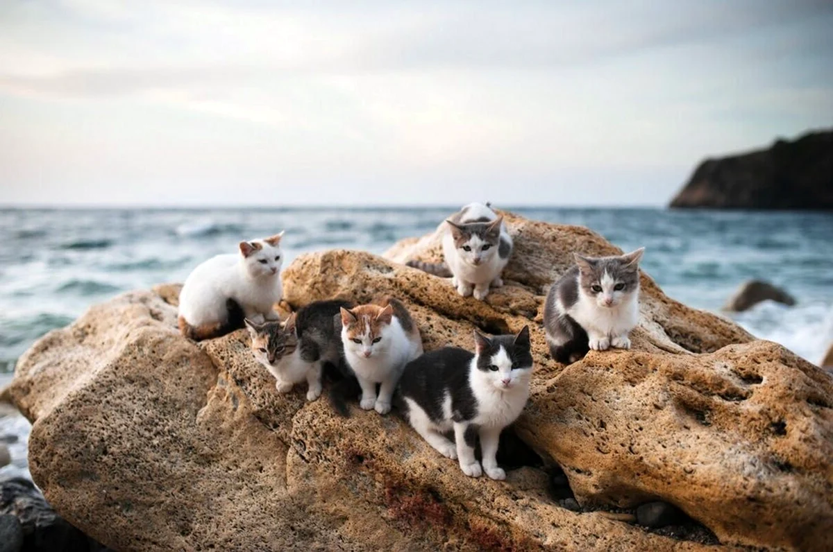 Крымские коты