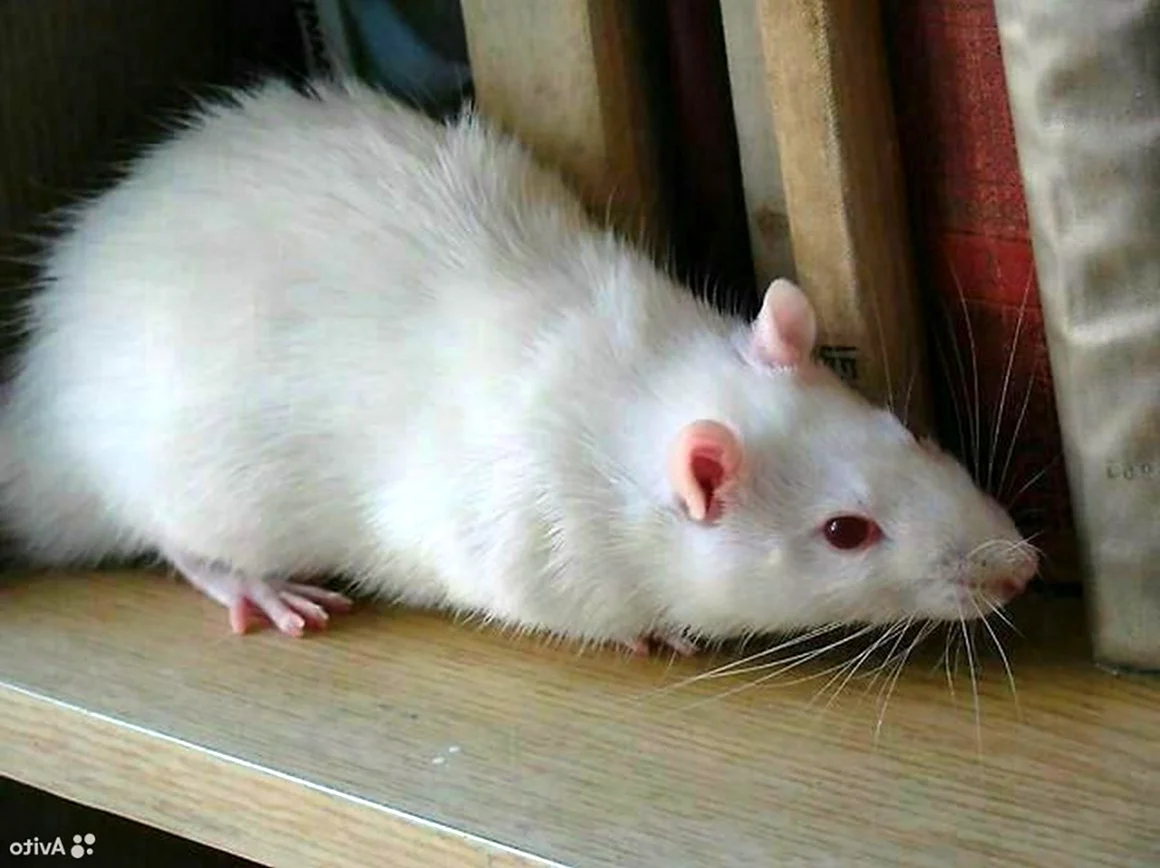 Крыса белая альбинос Дамбо