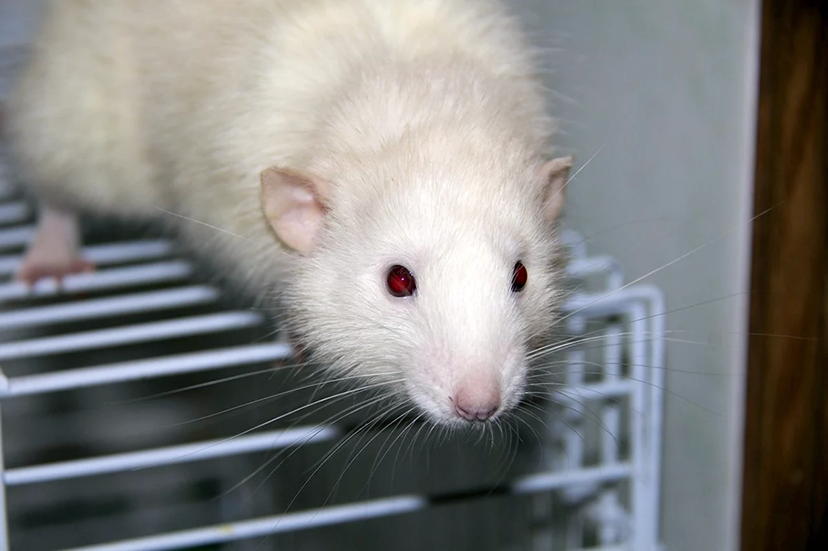 Крыса Дамбо с красными глазами