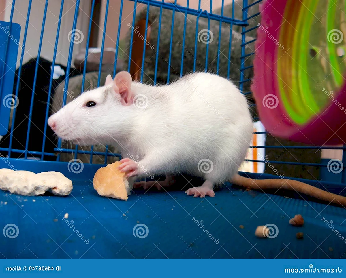 Крыса декоративная белая самка