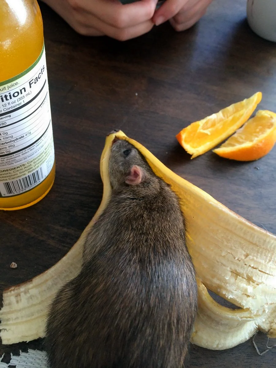 Крыса и банан