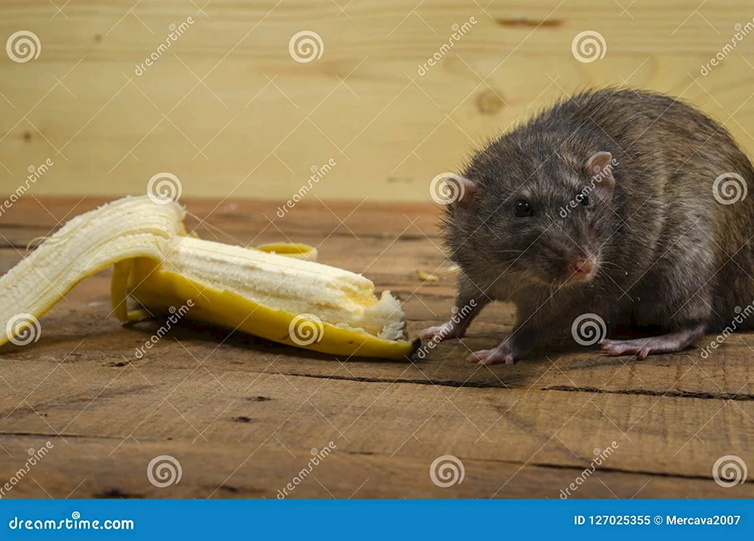 Крыса и банан