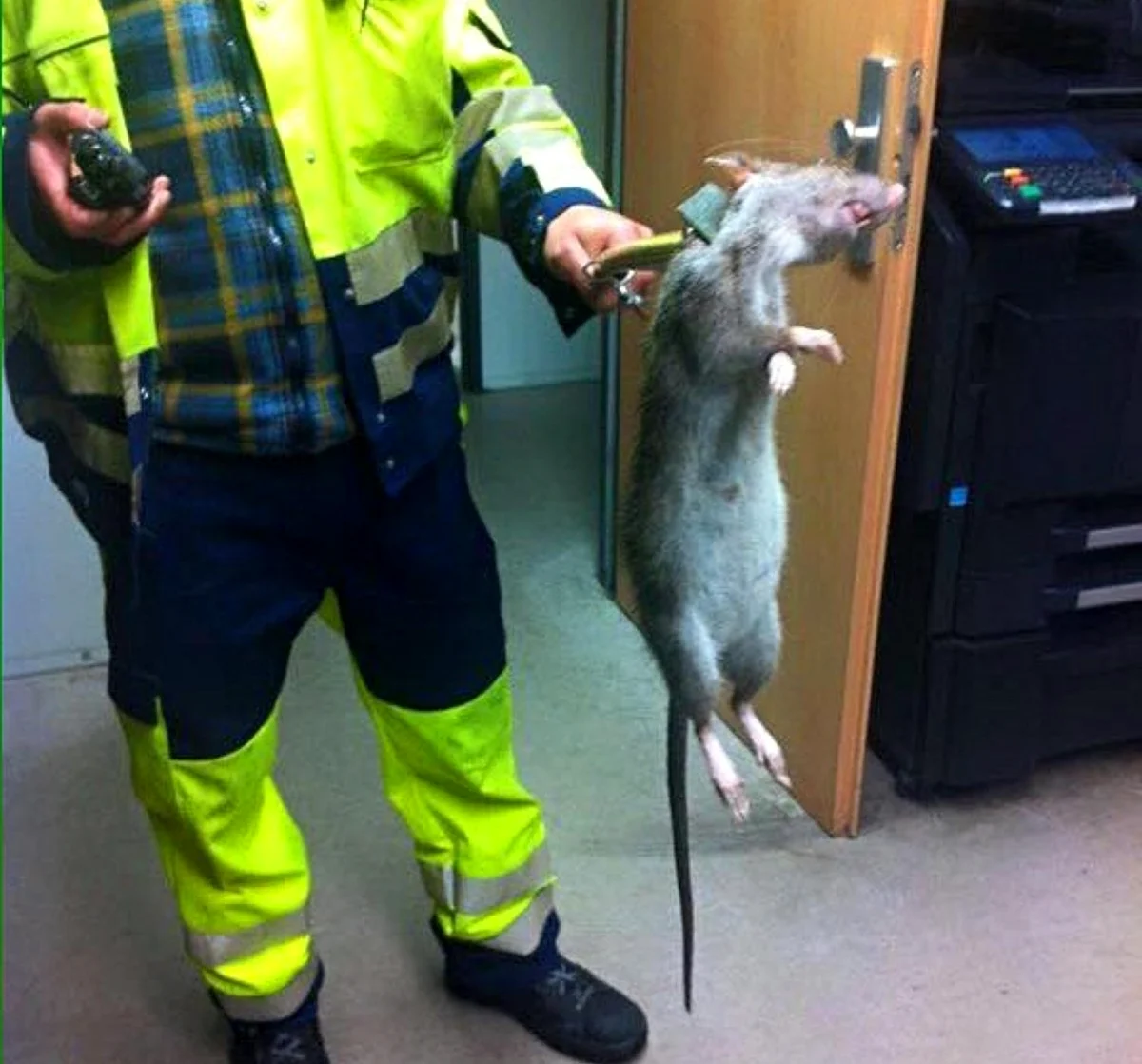 Крысы мутанты в Московском метро