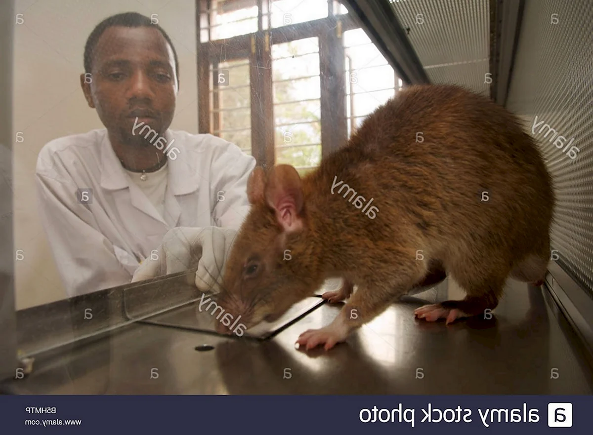 Крысы в Московском метро