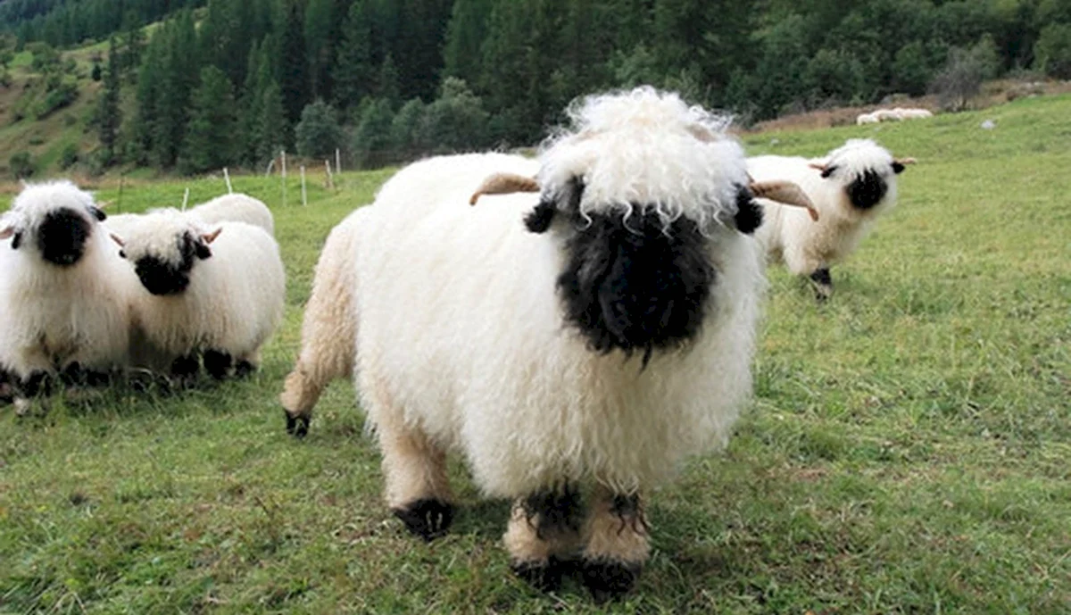 Куйбышевская полутонкорунная порода овец