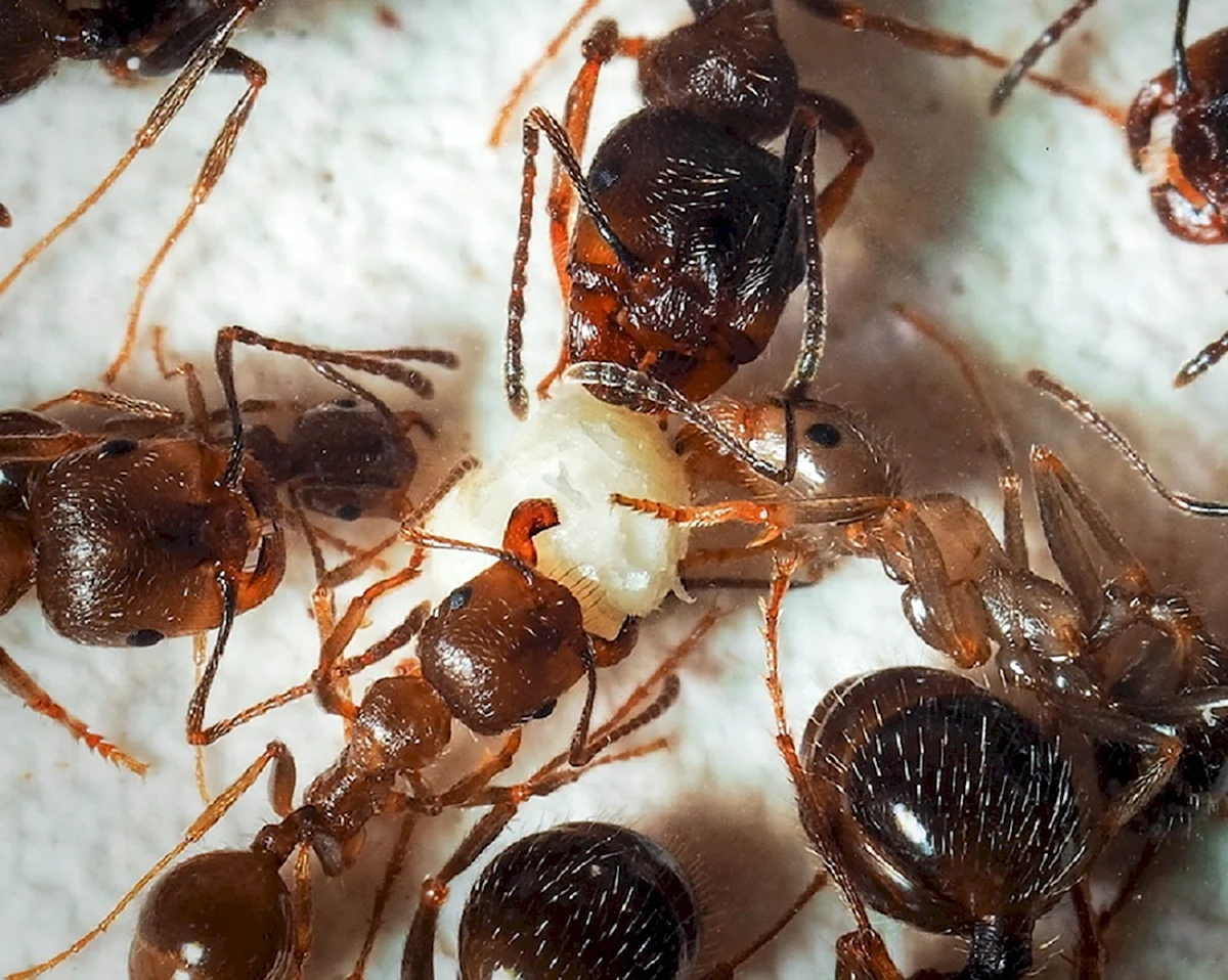 Кухонные муравьи