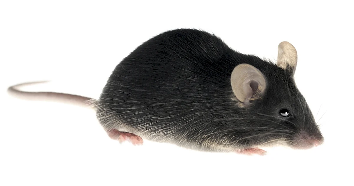 Лабораторная мышь на белом фоне