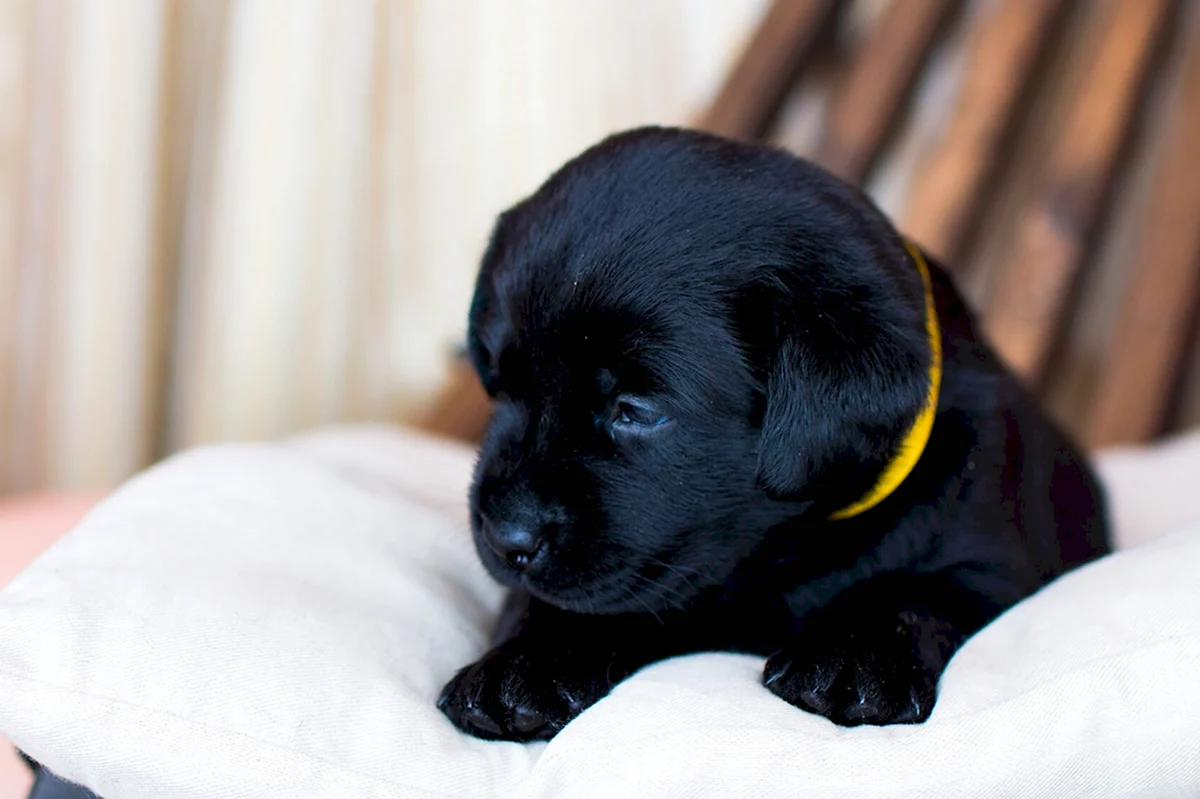 Лабрадор ретривер черный щенок 1 месяц