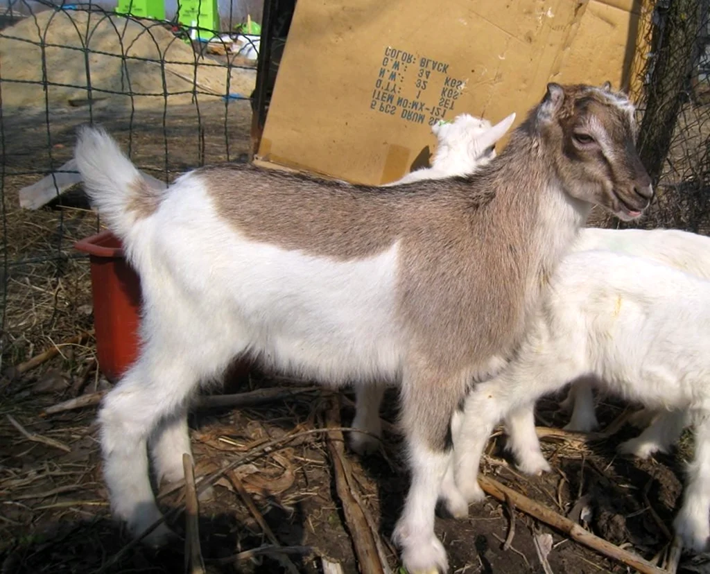 Ламанча коза альпийской породы