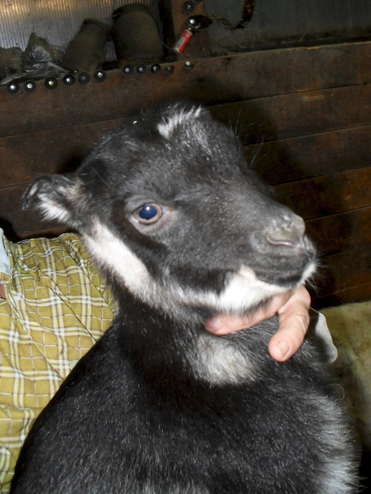 Ламанча порода коз чёрная