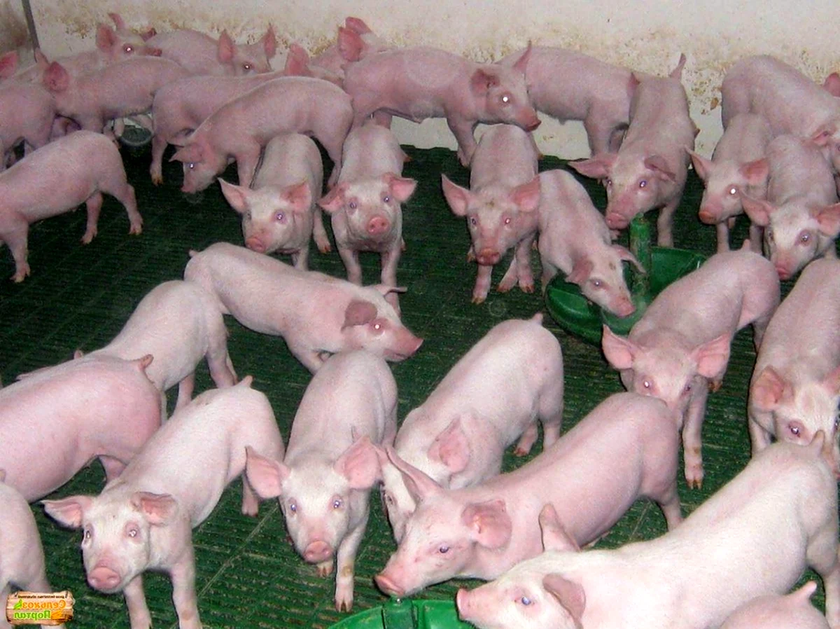 Ландрас порода свиней свинокомплекс