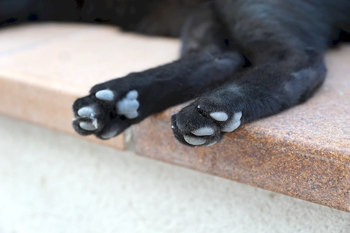 Лапки черного кота