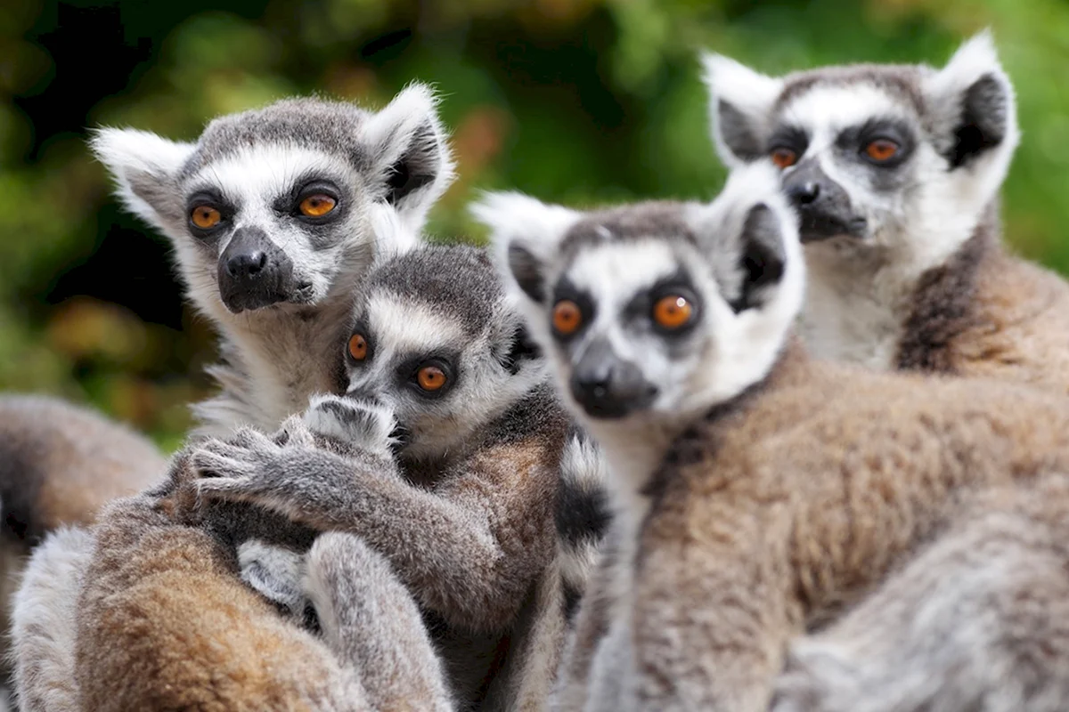 Лемур Мадагаскар семья