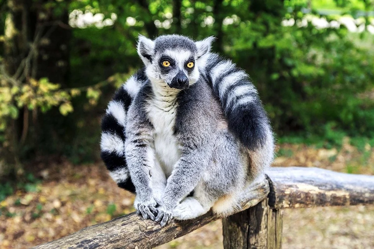 Лемуры Мадагаскара эндемики