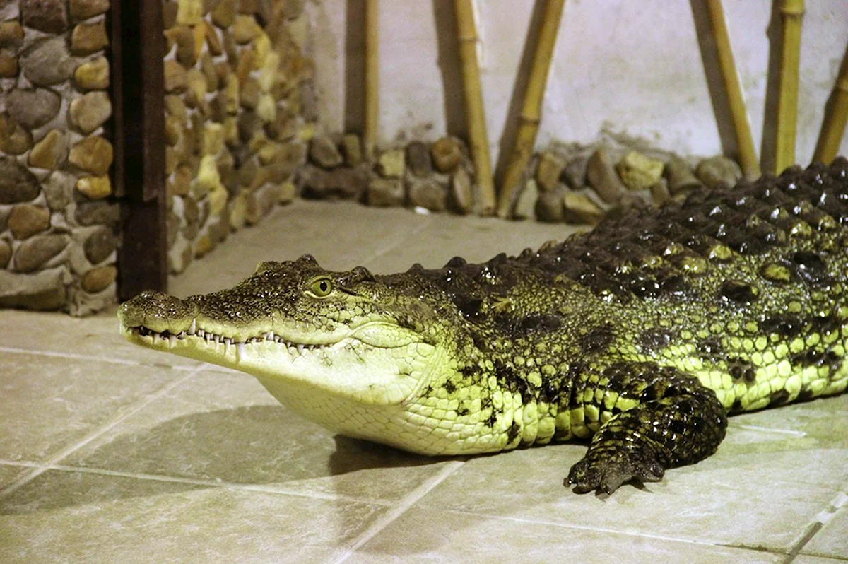 Ленинградский зоопарк крокодил