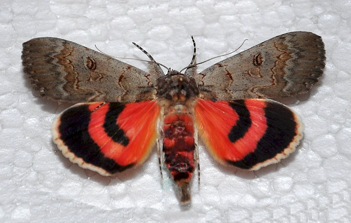 Ленточница орденская лента бабочка