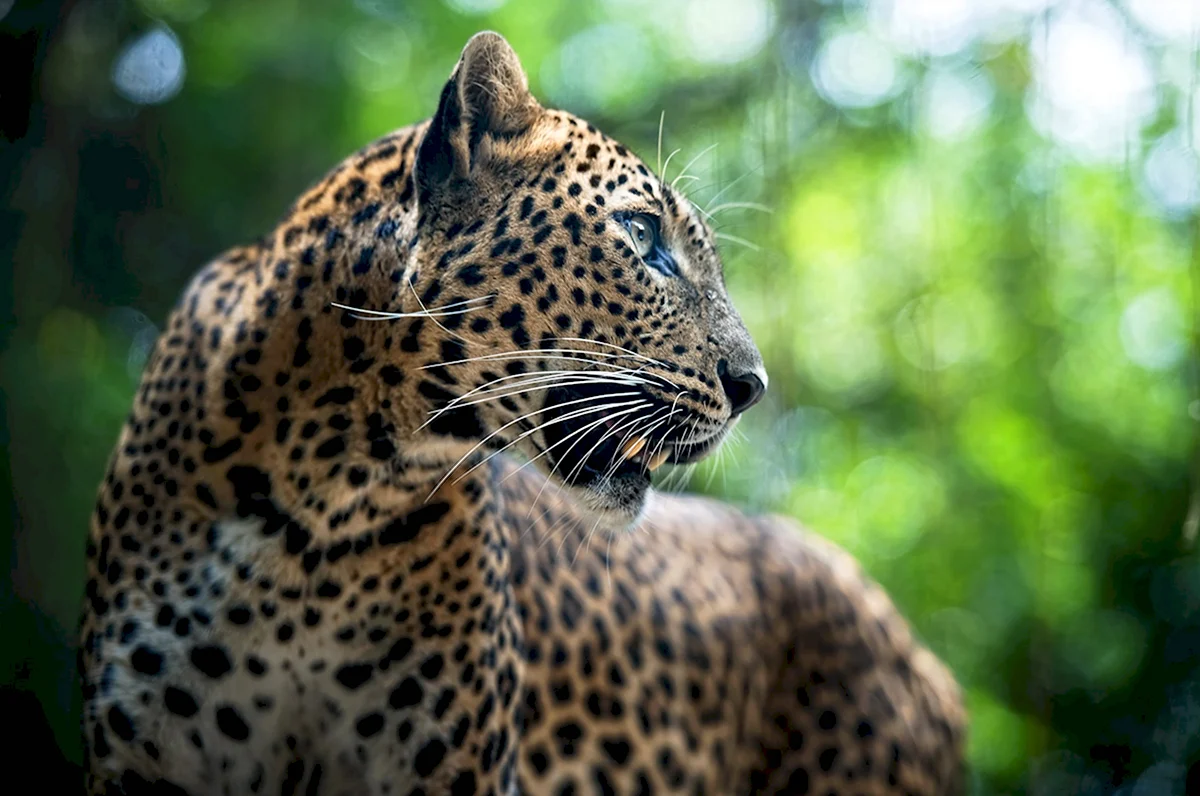 Леопард хищник