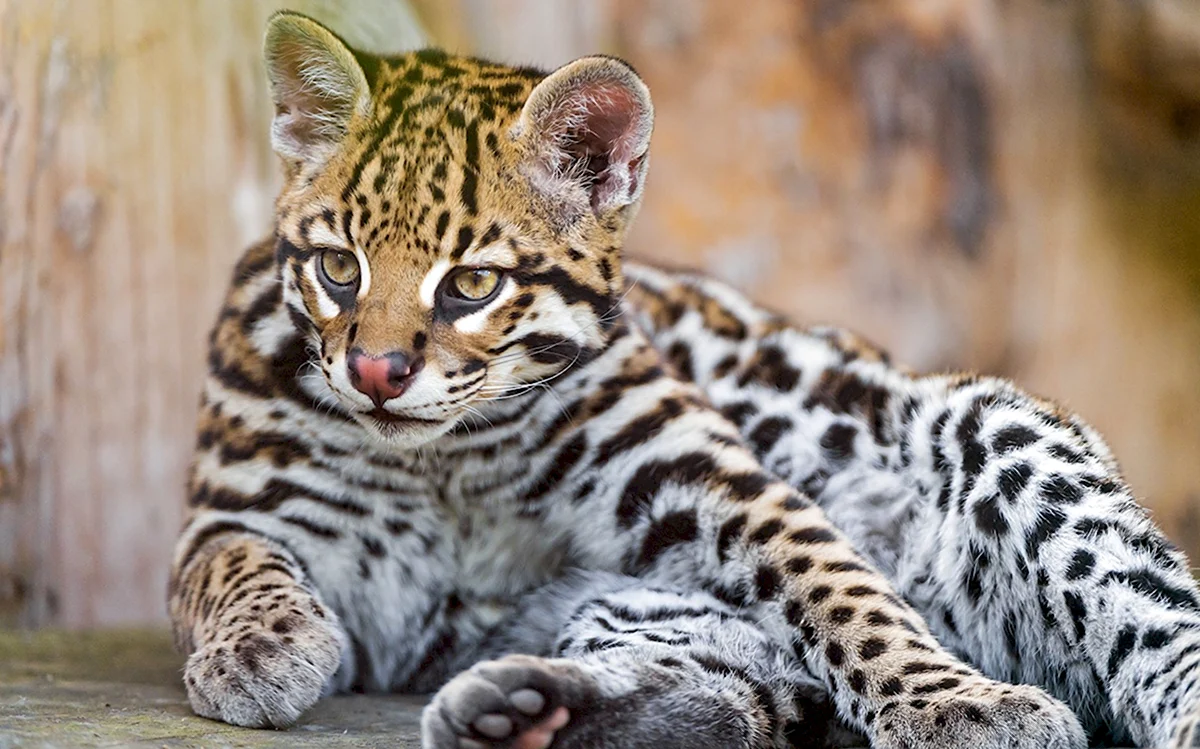 Леопардовая кошка Оцелот