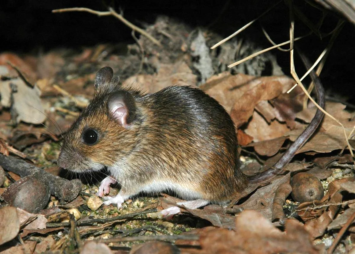 Лесная мышь Apodemus sylvaticus