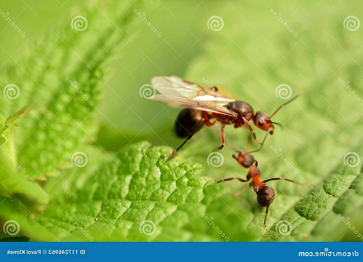 Лесной муравей с крыльями