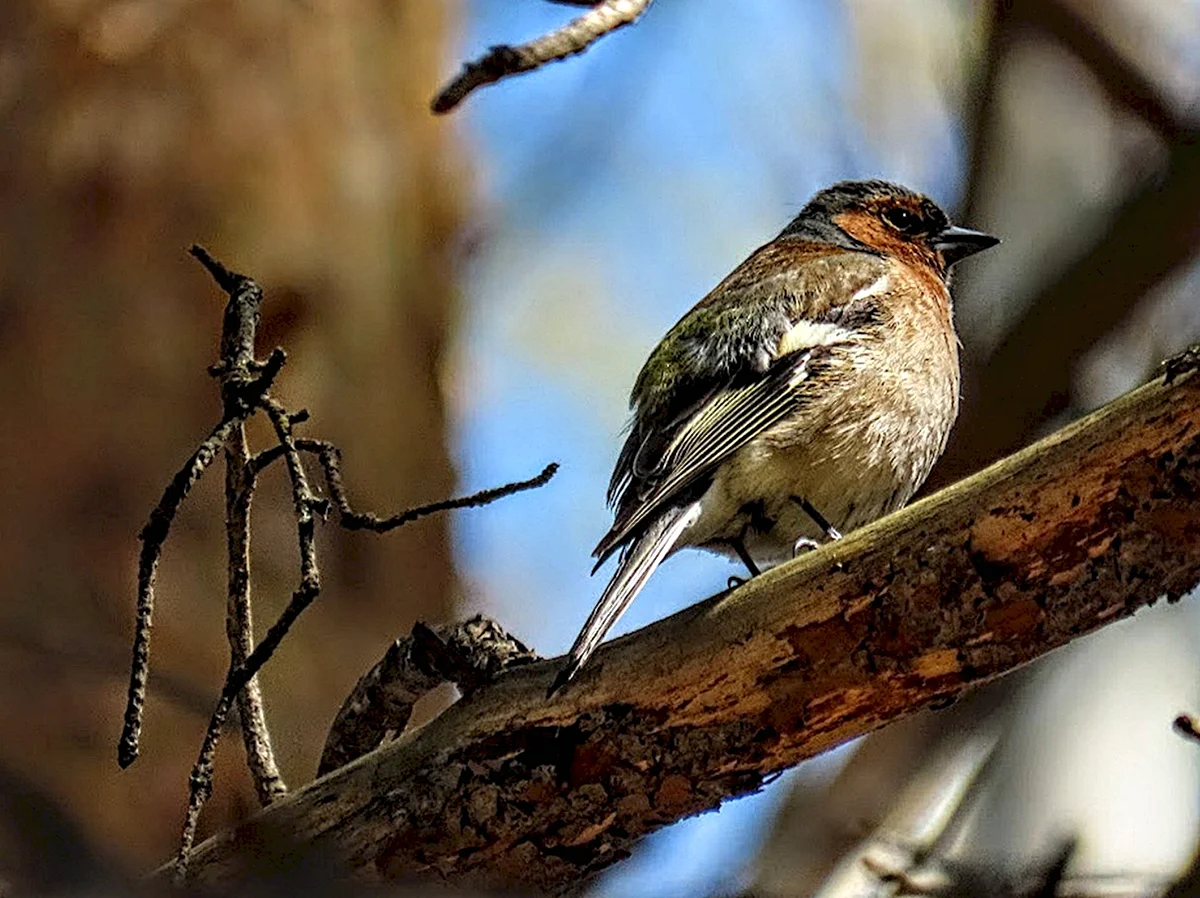 Лесные птицы Грузии