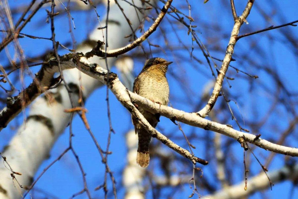 Лесные птицы Юга Тюменской области