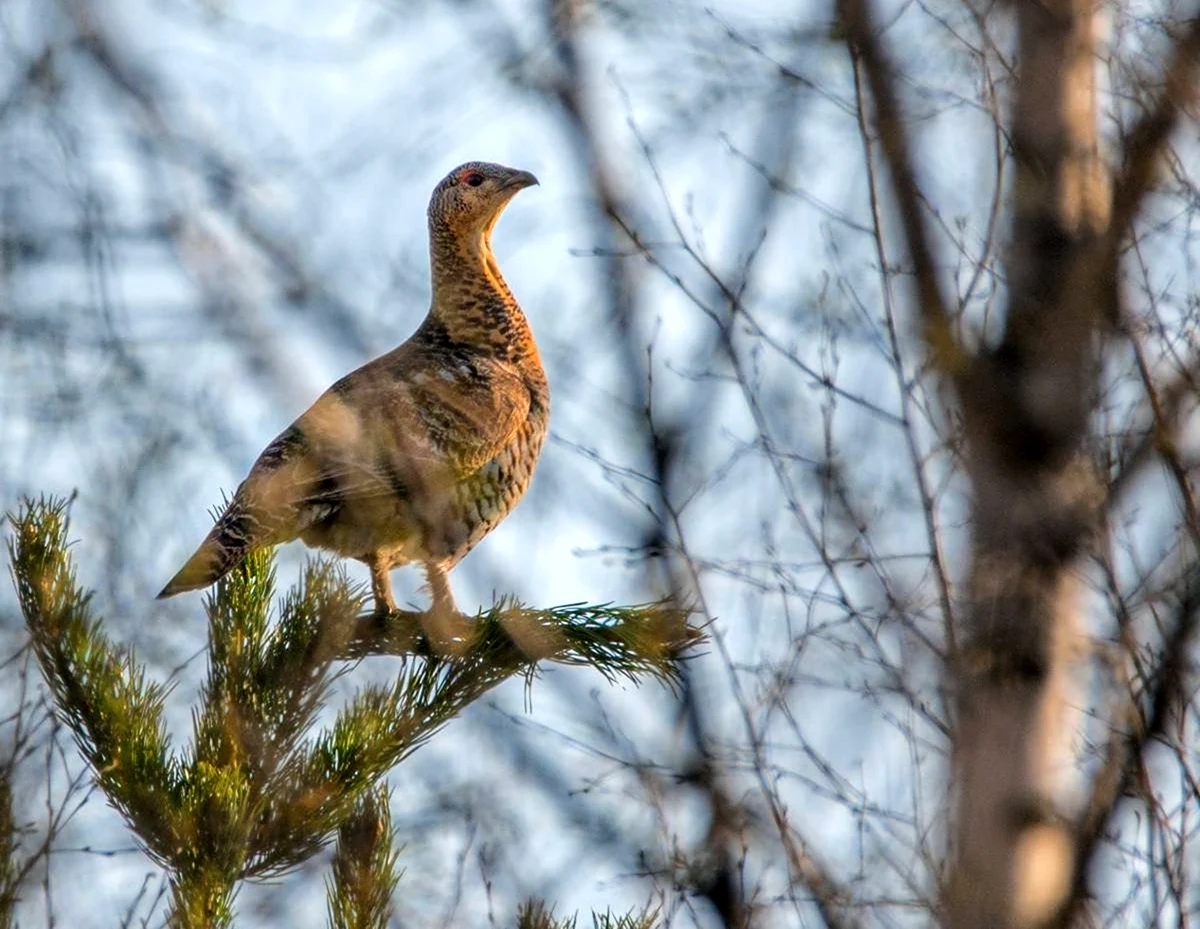 Лесные птицы Ленинградской области Глухарь