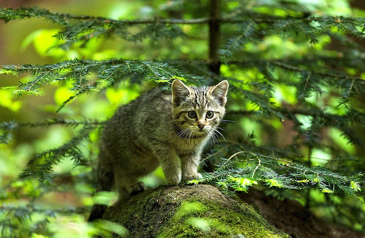 Лесными кошками широколиственных лесов