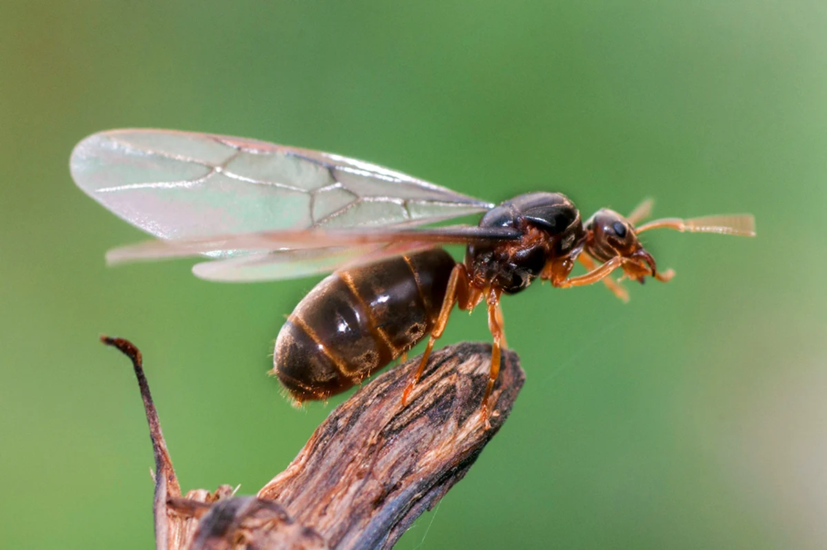 Летающие муравьи