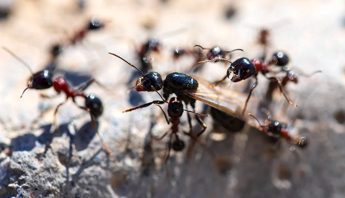 Летающие муравьи Рой