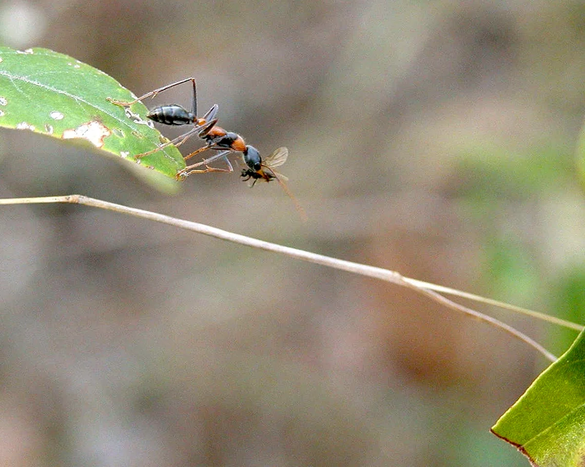 Летающие насекомые похожие на муравьев