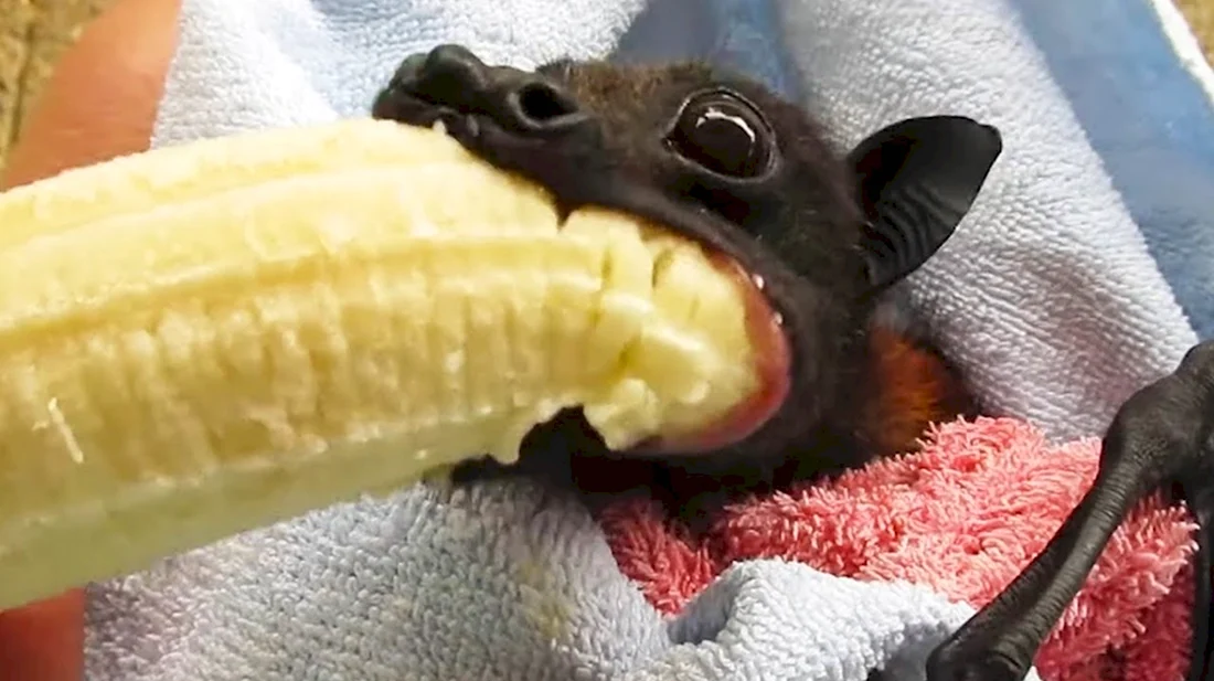 Летучая мышь ест банан