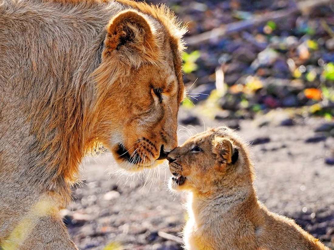 Лев и львица обои на айфон