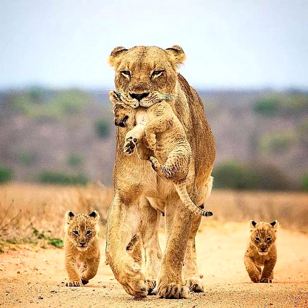 Лев львица и 3 львенка