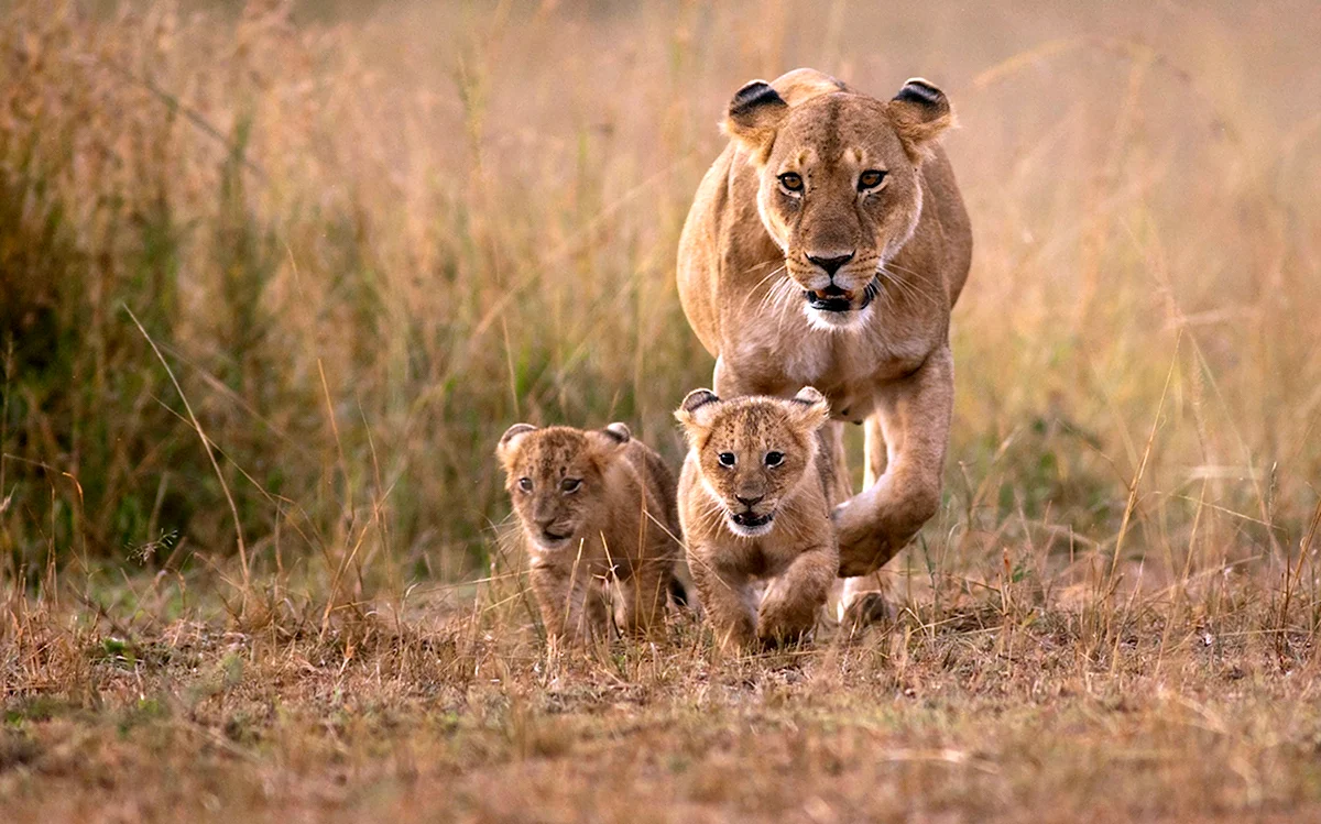 Лев львица и два львенка