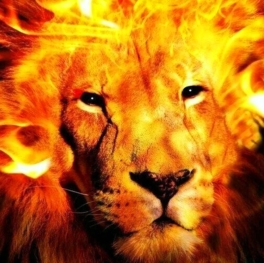 Лев с огненной гривой