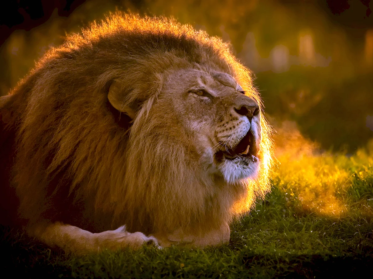 Лев царь
