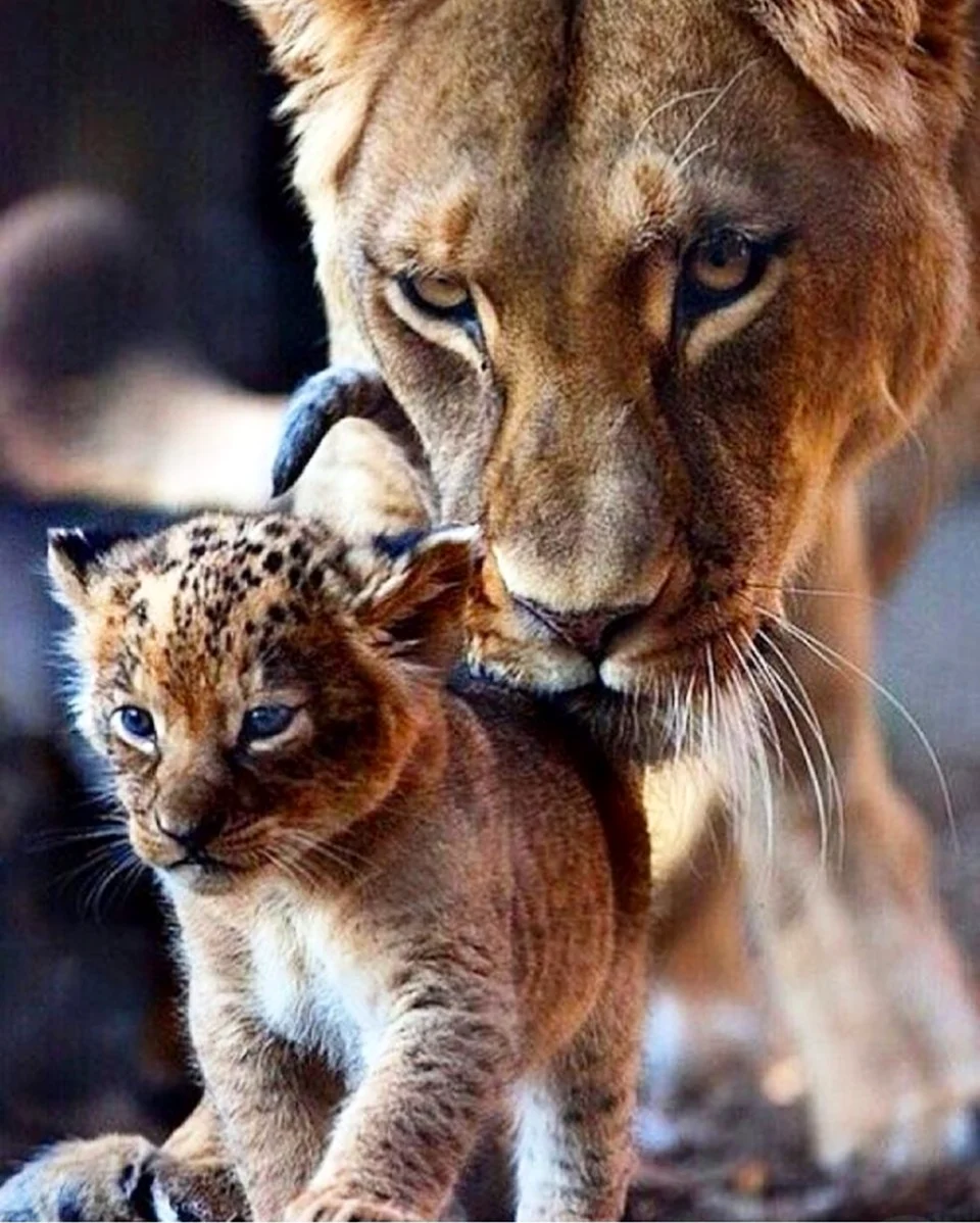 Лев защищает львенка