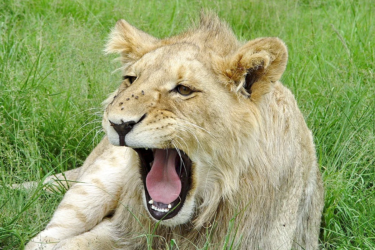 Лев зевает фото с надписями смешные