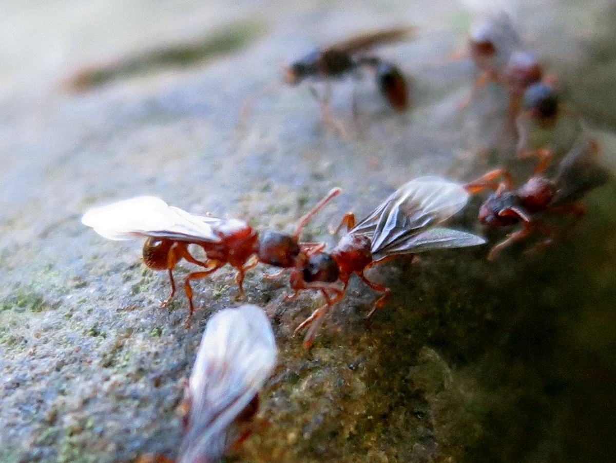 Личинки крылатых муравьев