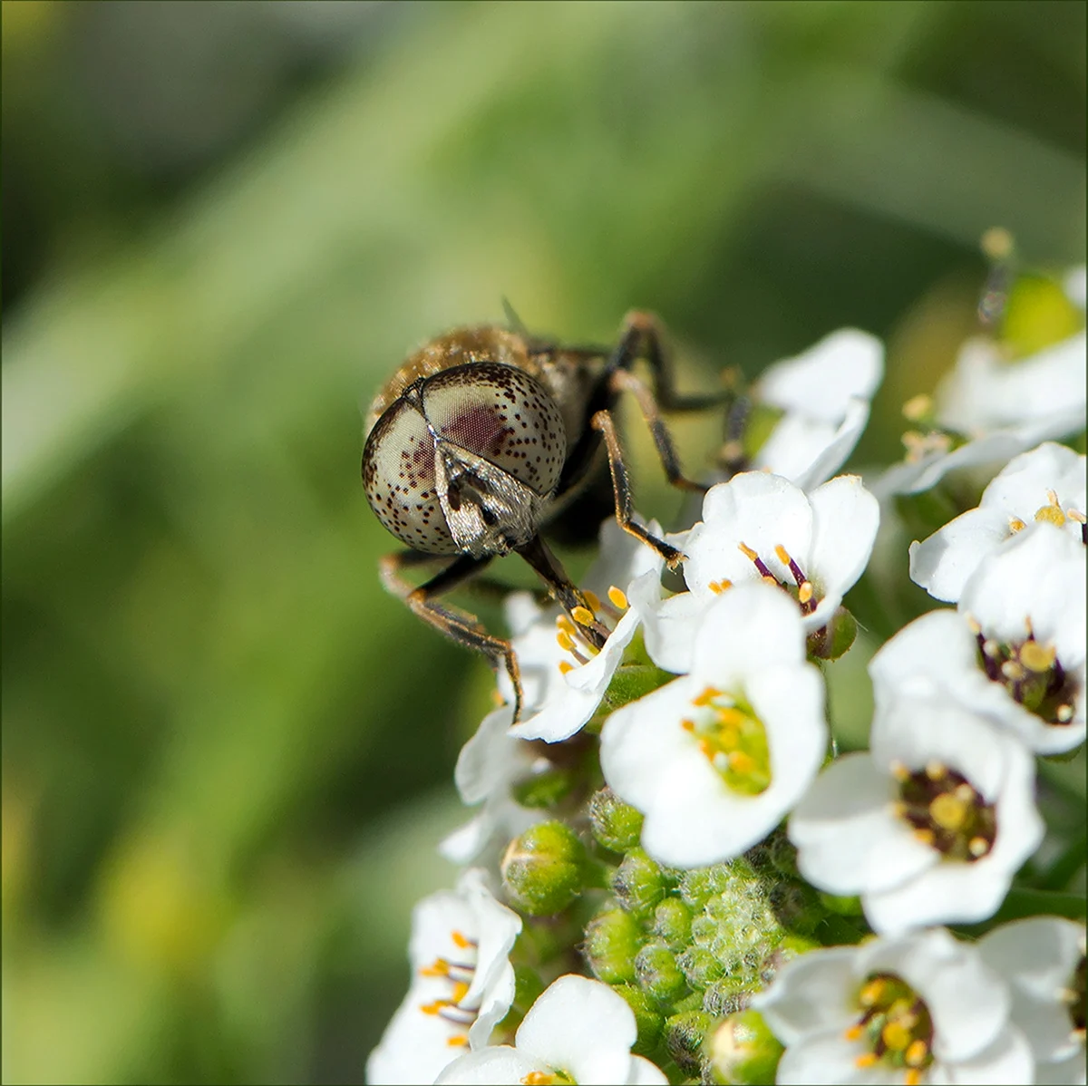 Личинки цветочной мухи