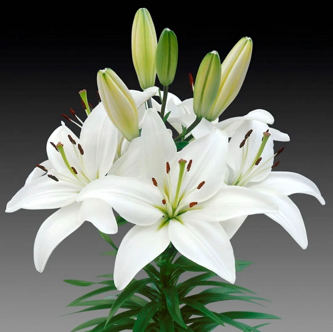 Лилия Lilium Asiatic White