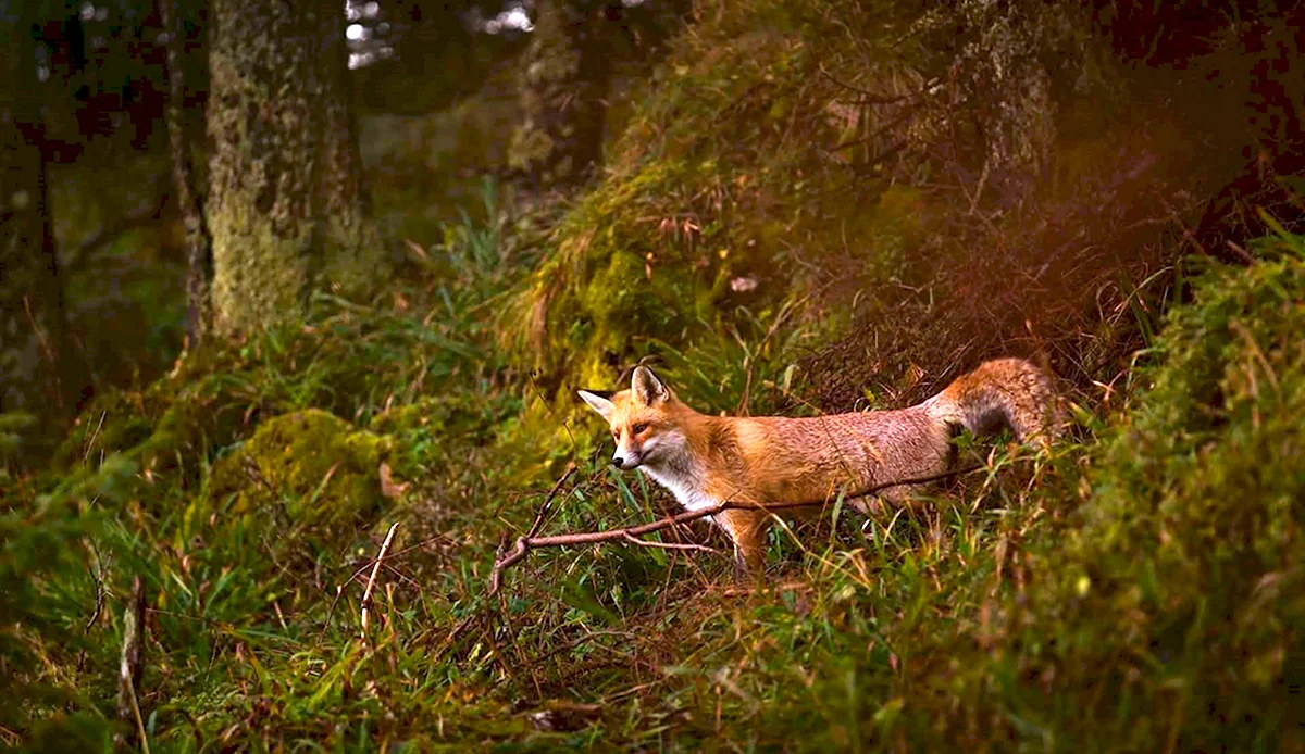 Лисица в лесу