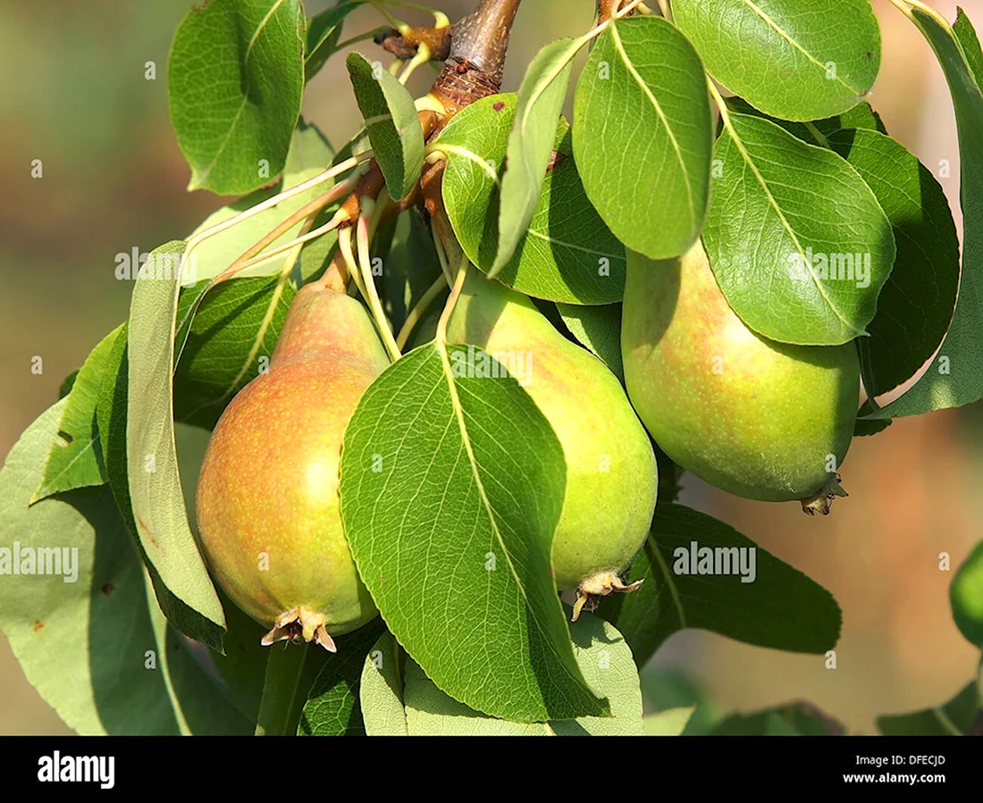 Листья яблони и груши